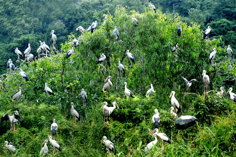 Les oiseaux à Thung Nham