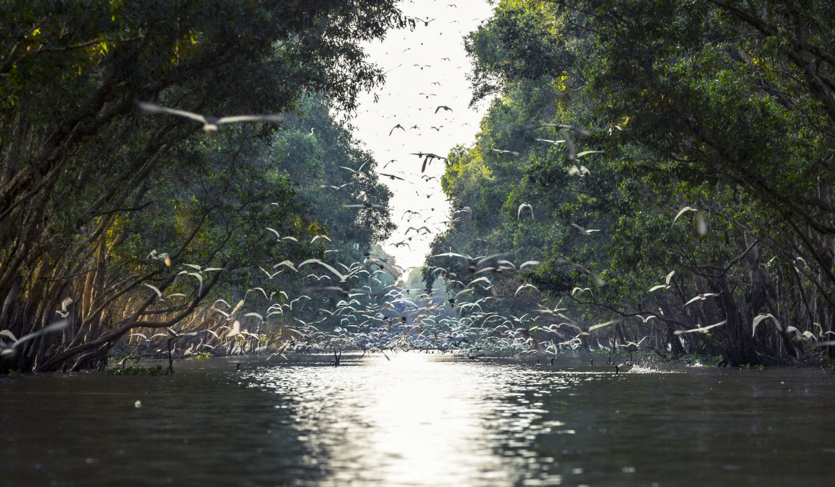 parc national de Tram Chim