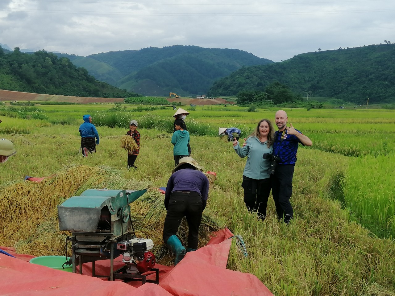recolte de riz nord vietnam automne