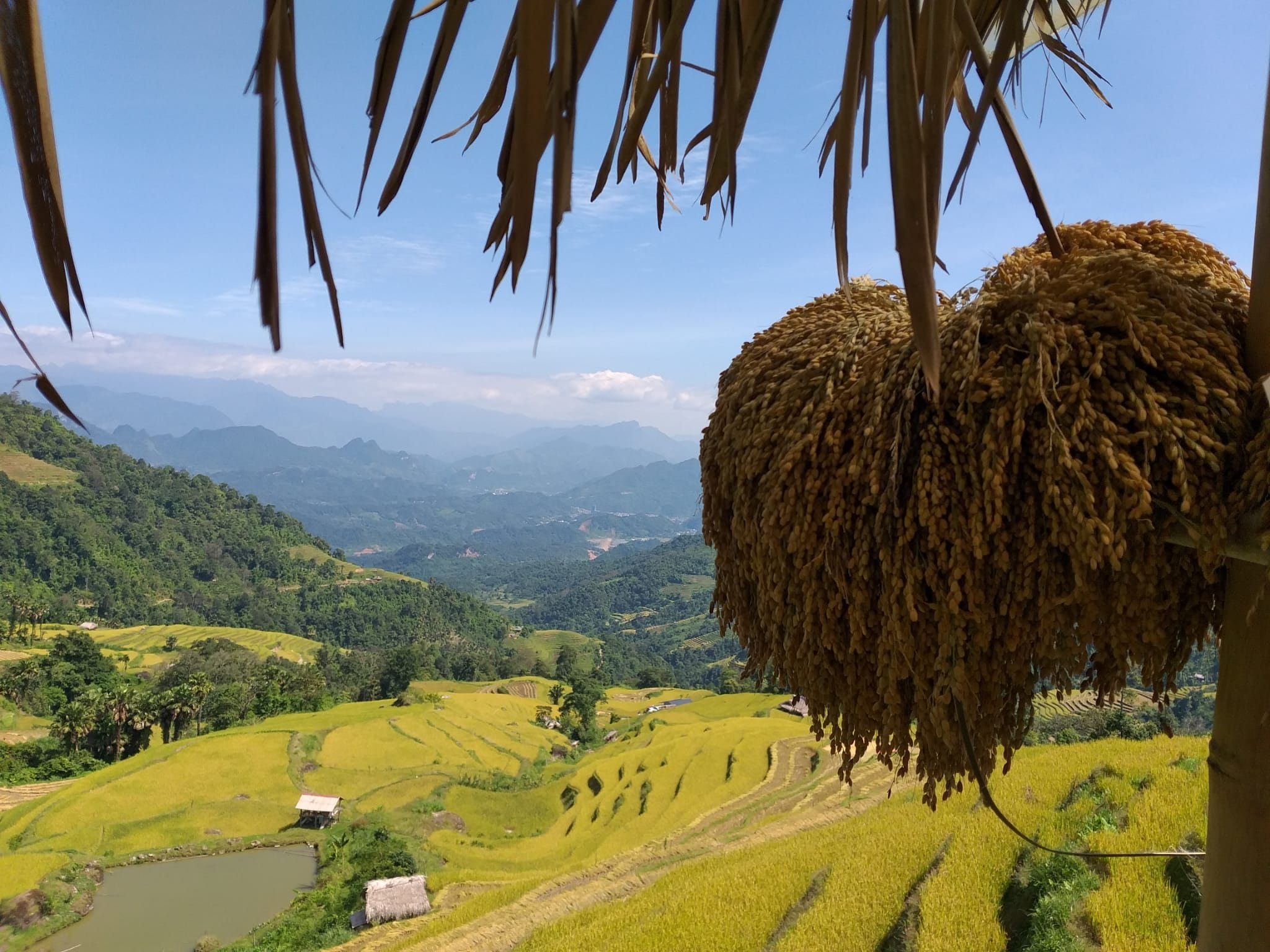 climat vietnam automne rizière