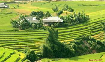  Nghia Lo – Mu Cang Chai – journée des rizières en terrasse magnifiques