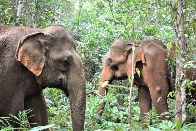 Trekking avec les éléphants à Mondolkiri